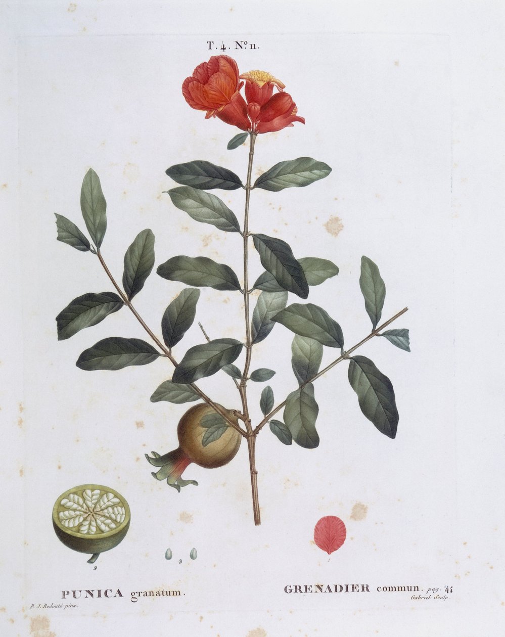 Nar (Punica granatum), Henry Louis Duhamel du Monceau, Pierre Joseph Redouté tarafından botanik plaka by Pierre Joseph Redouté