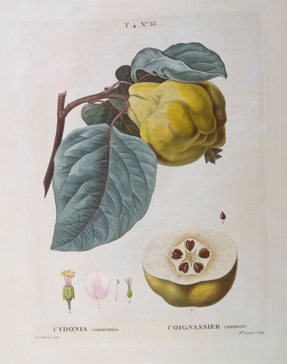 Ayva (Cydonia communis), Henry Louis Duhamel du Monceau, Pierre Joseph Redouté tarafından botanik plaka by Pierre Joseph Redouté