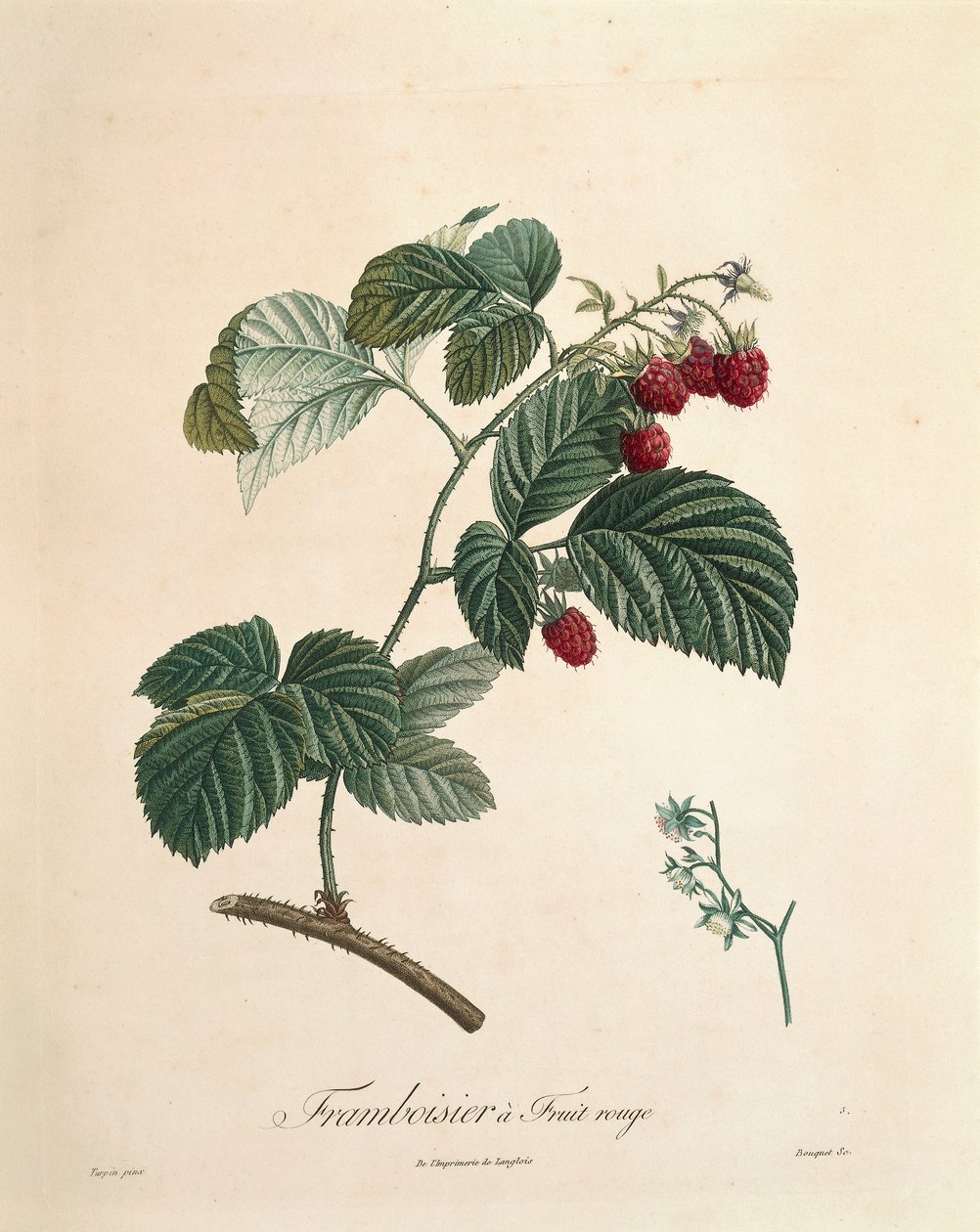 Ahududu, Pierre Joseph Redoute (1759-1840) by Pierre Joseph Redouté