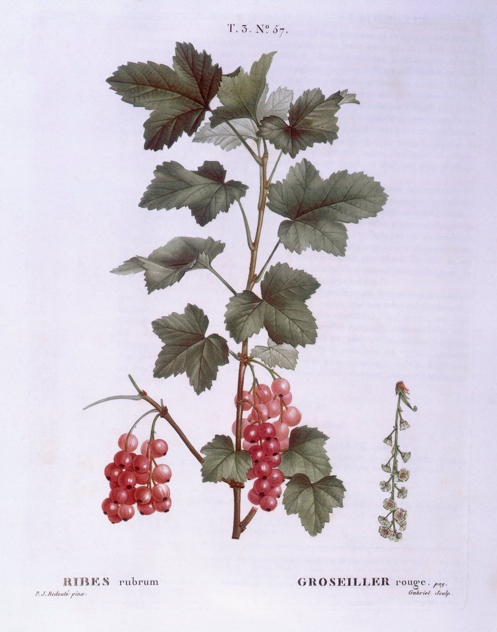 Frenk üzümü (Ribes rubrum), Henry Louis Duhamel du Monceau, Pierre Joseph Redouté tarafından botanik plaka by Pierre Joseph Redouté