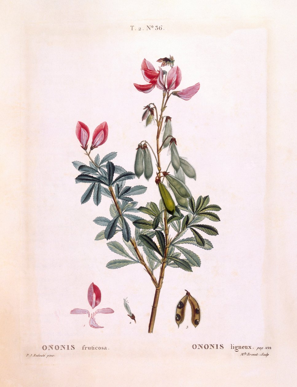 Restharrow (Ononis fruticosa), Henry Louis Duhamel du Monceau, Pierre Joseph Redouté tarafından botanik plaka by Pierre Joseph Redouté