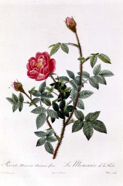 Rosa Muscosa Anemon-Flora by Pierre Joseph Redouté