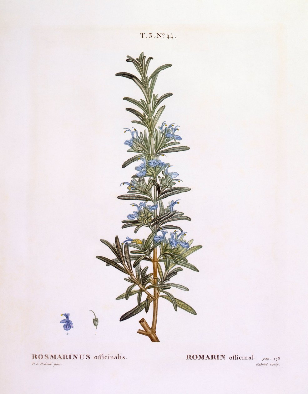 Biberiye (Rosmarinus officinalis), Henry Louis Duhamel du Monceau, Pierre Joseph Redouté