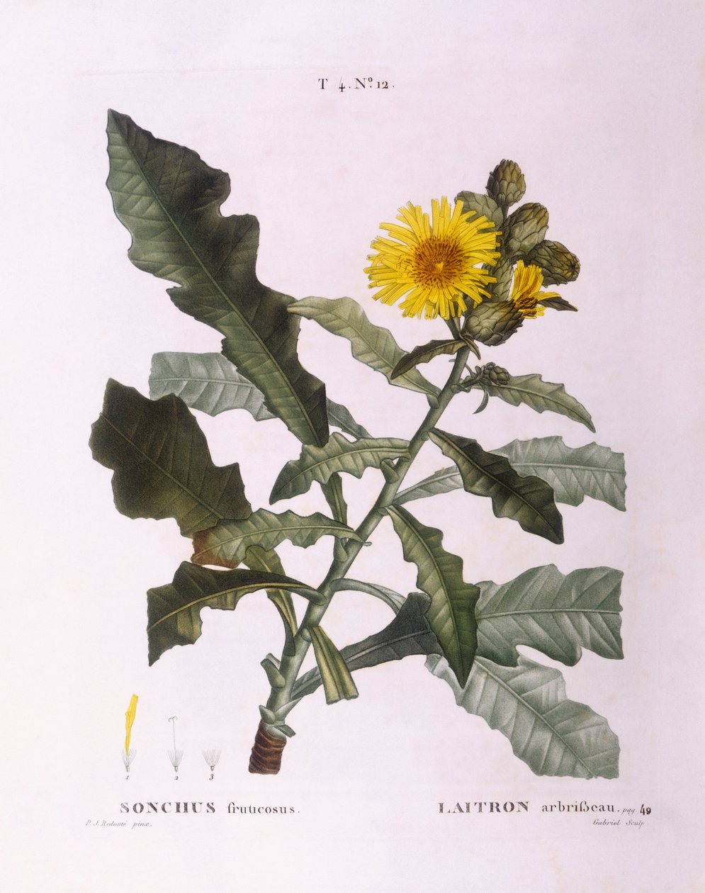Deve dikeni (Sonchus fruticosus), Henry Louis Duhamel du Monceau, Pierre Joseph Redouté'nin botanik tabağı by Pierre Joseph Redouté