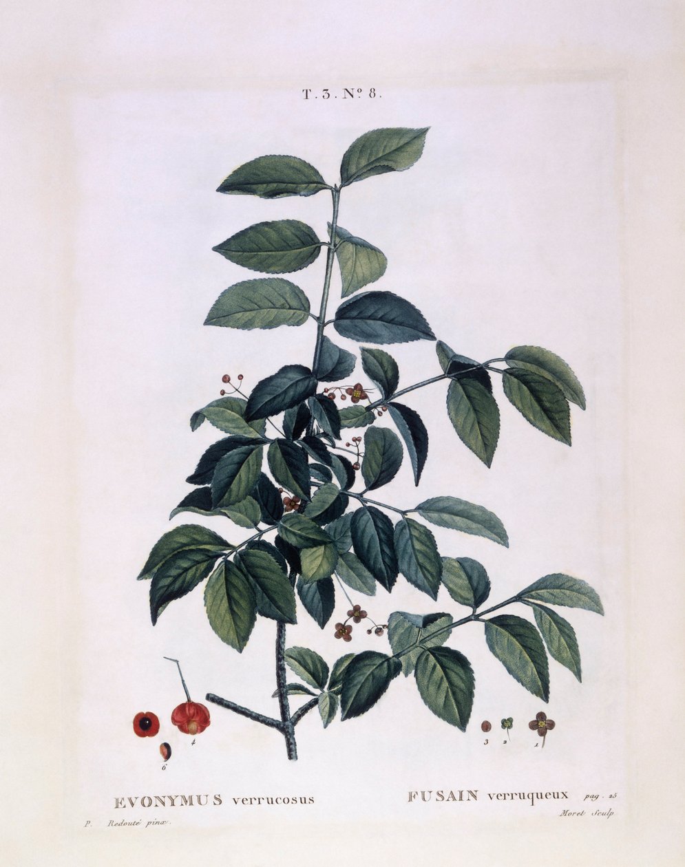 Mil (Euonymus verrucosus), Henry Louis Duhamel du Monceau, Pierre Joseph Redouté tarafından botanik plaka by Pierre Joseph Redouté