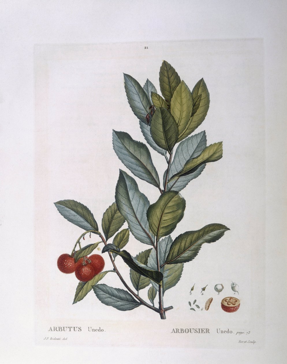 Çilek ağacı (Arbutus unedo), Henry Louis Duhamel du Monceau, Pierre Joseph Redouté