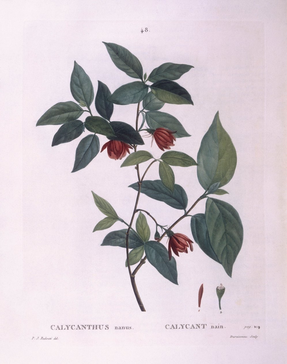 Sweetshrub (Calycanthus nanus), Henry Louis Duhamel du Monceau, Pierre Joseph Redouté tarafından botanik plaka by Pierre Joseph Redouté