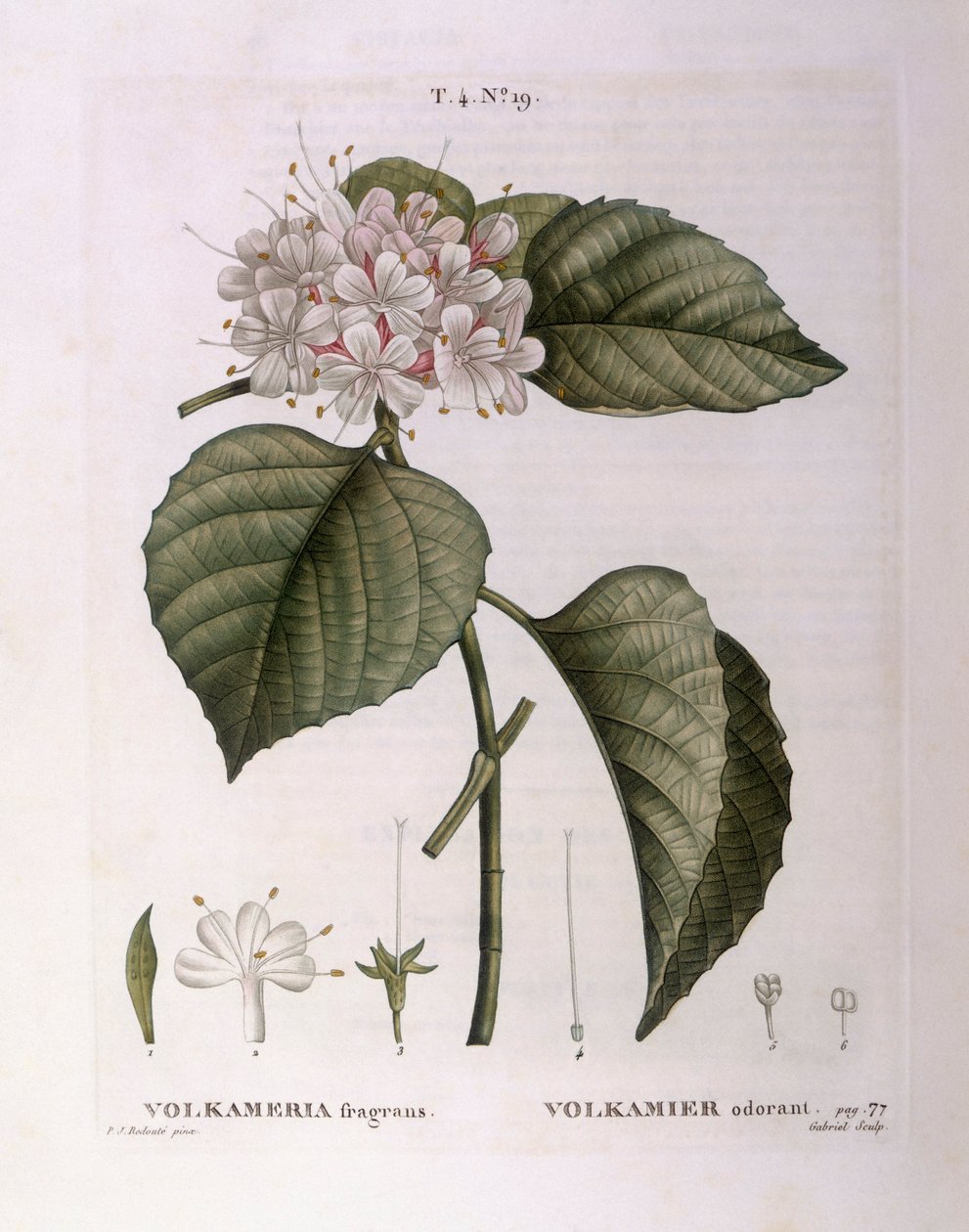 Volkameria kokuları Henry Louis Duhamel du Monceau, Pierre Joseph Redouté