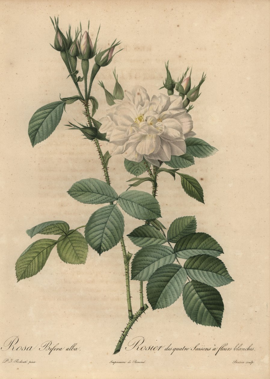 Beyaz gül, Rosa bifera alba. by Pierre Joseph Redouté