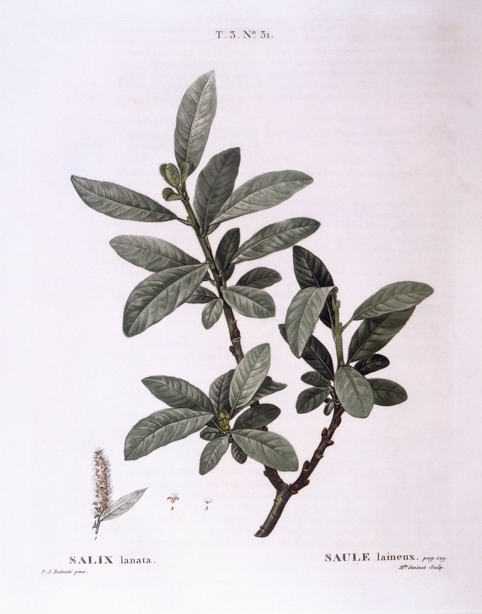Söğüt (Salix lanata), Henry Louis Duhamel du Monceau, Pierre Joseph Redouté tarafından botanik plaka by Pierre Joseph Redouté