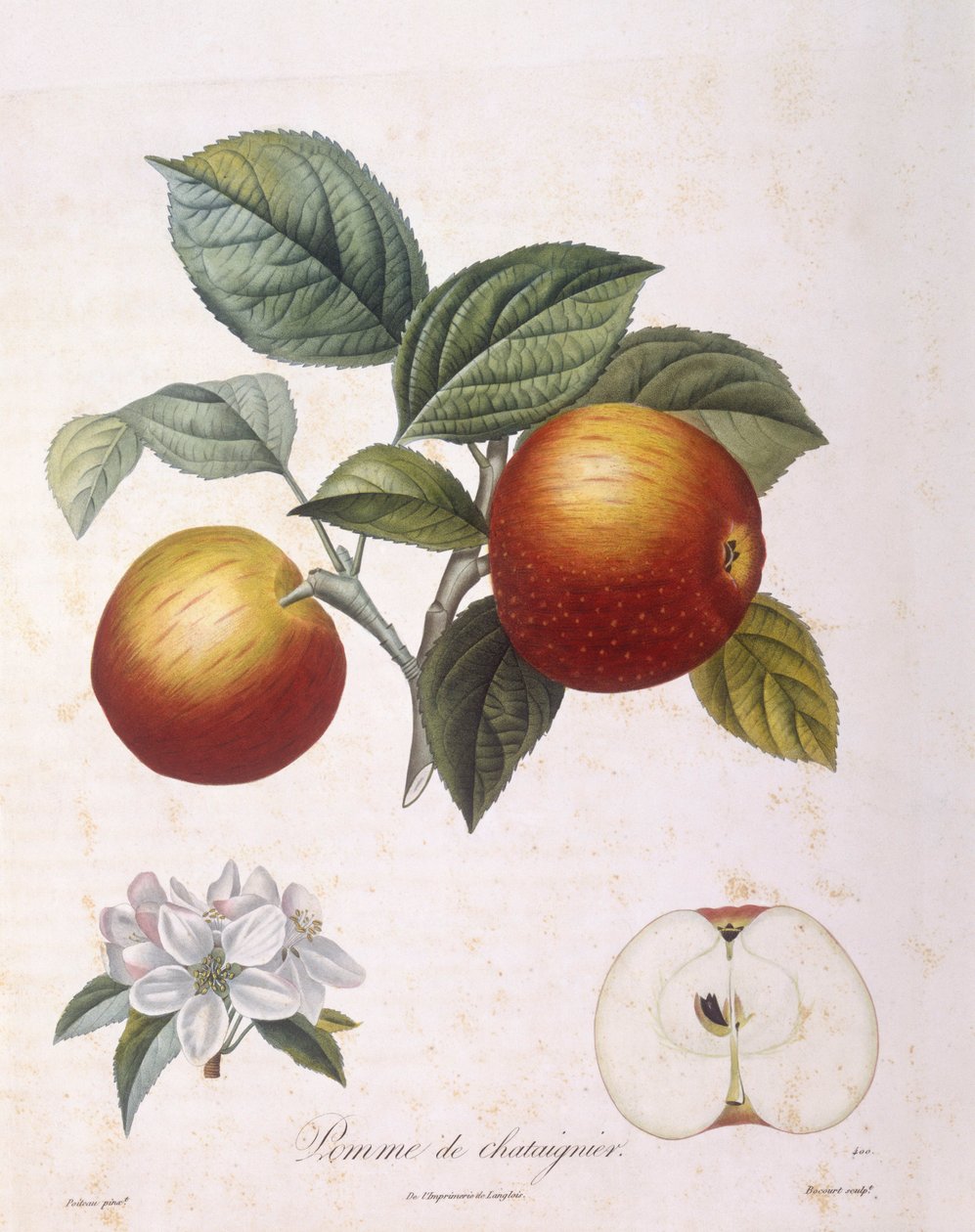 Elma "Kestane elması" Henry Louis Duhamel du Monceau, Pierre Antoine Poiteau