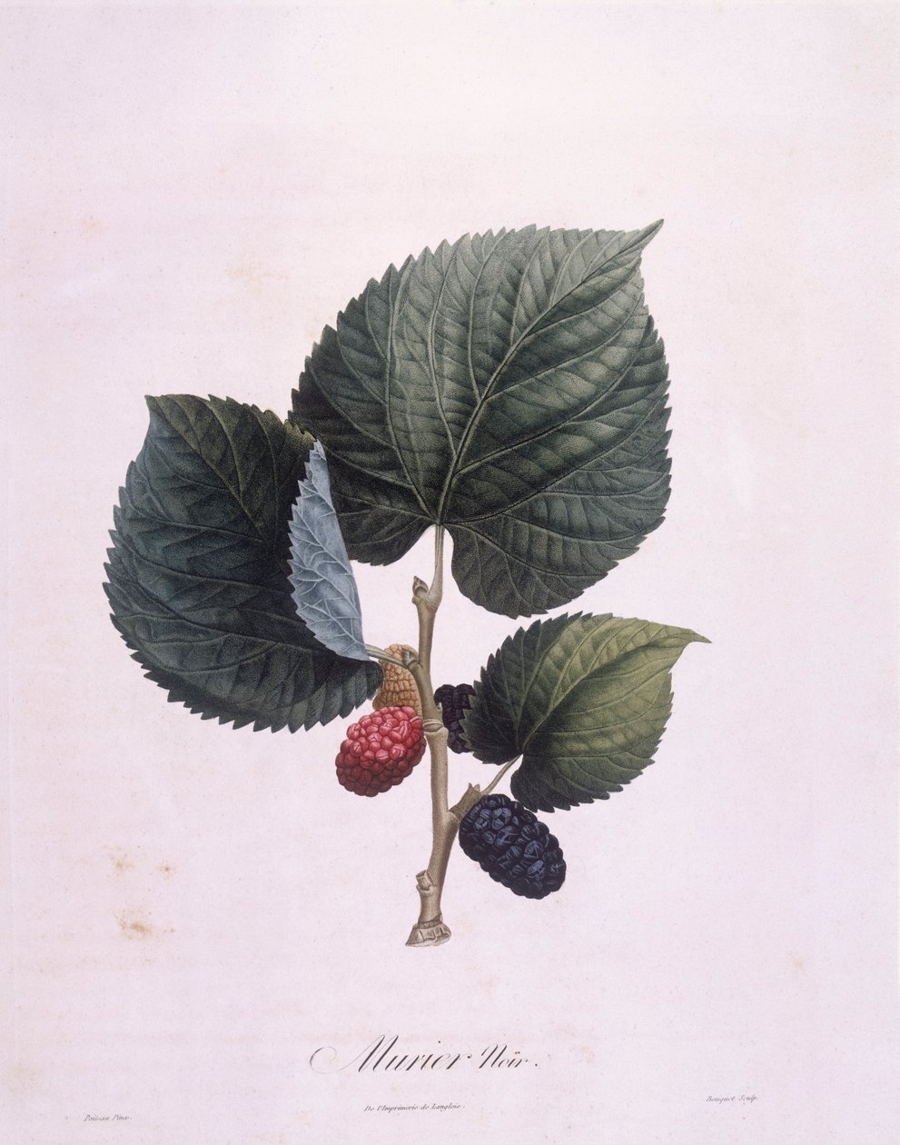 Karadut (Morus nigra), Henry Louis Duhamel du Monceau, Pierre Antoine Poiteau