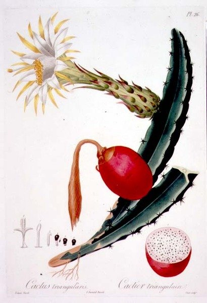 Cactus Triangularis, 