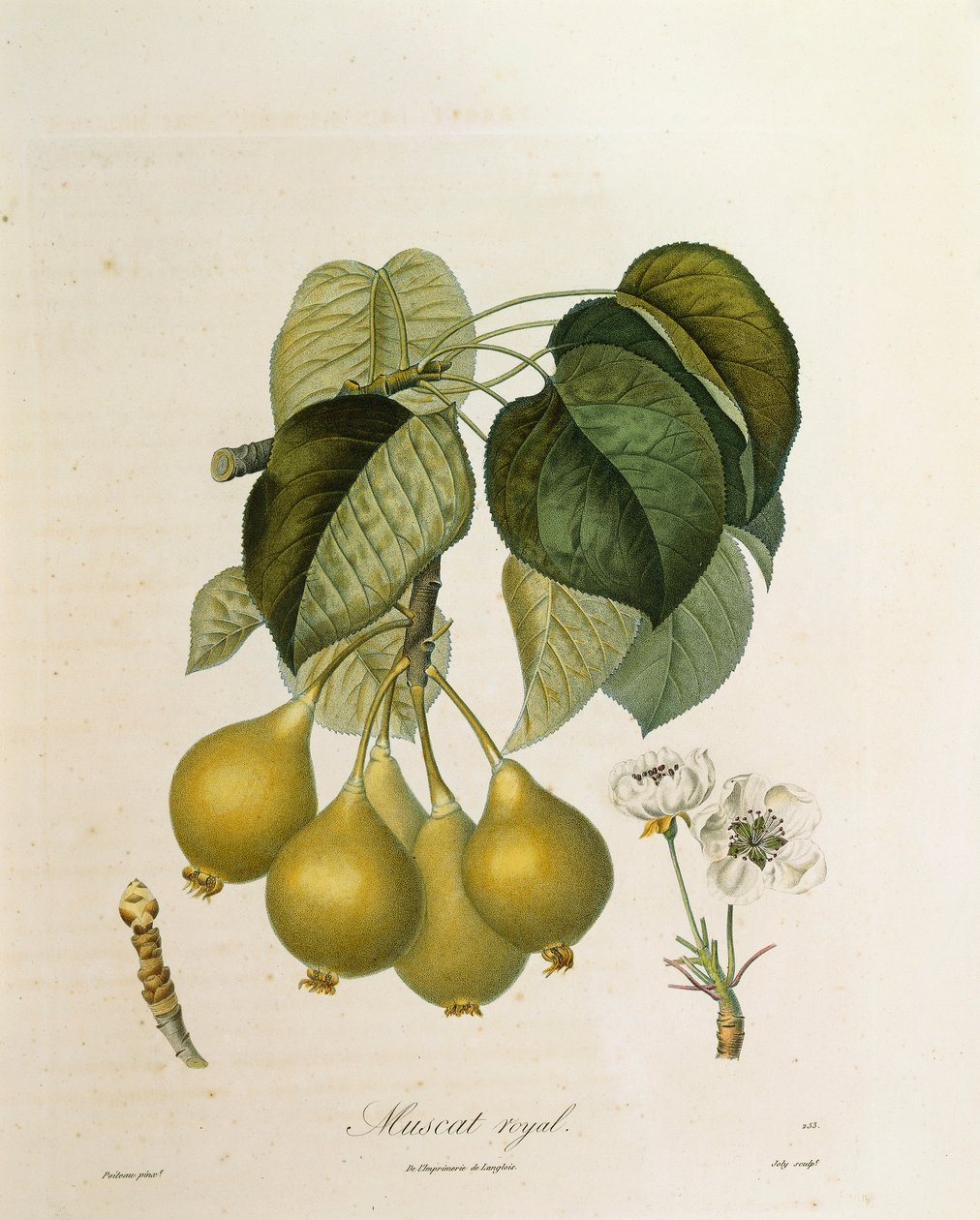 Antoine Poiteau tarafından Muscat Kraliyet Kayısı by Pierre Antoine (after) Poiteau