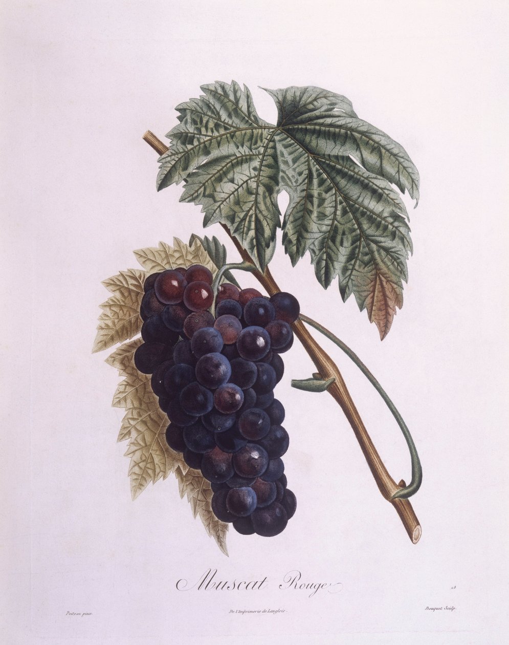 Muscat üzüm asması (Vitis vinifera), Henry Louis Duhamel du Monceau, Pierre Antoine Poiteau