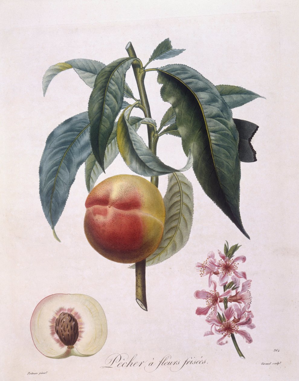 Şeftali (Prunus persica batsch), Henry Louis Duhamel du Monceau, Pierre Antoine Poiteau