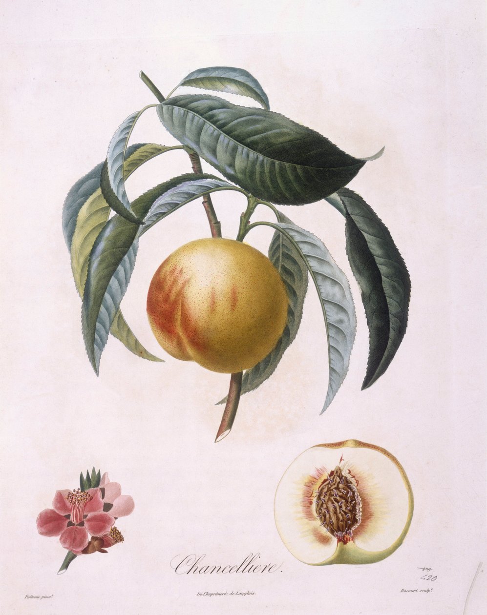 Şeftali "Şanselli" Henry Louis Duhamel du Monceau, Pierre Antoine Poiteau tarafından botanik plaka by Pierre Antoine (after) Poiteau