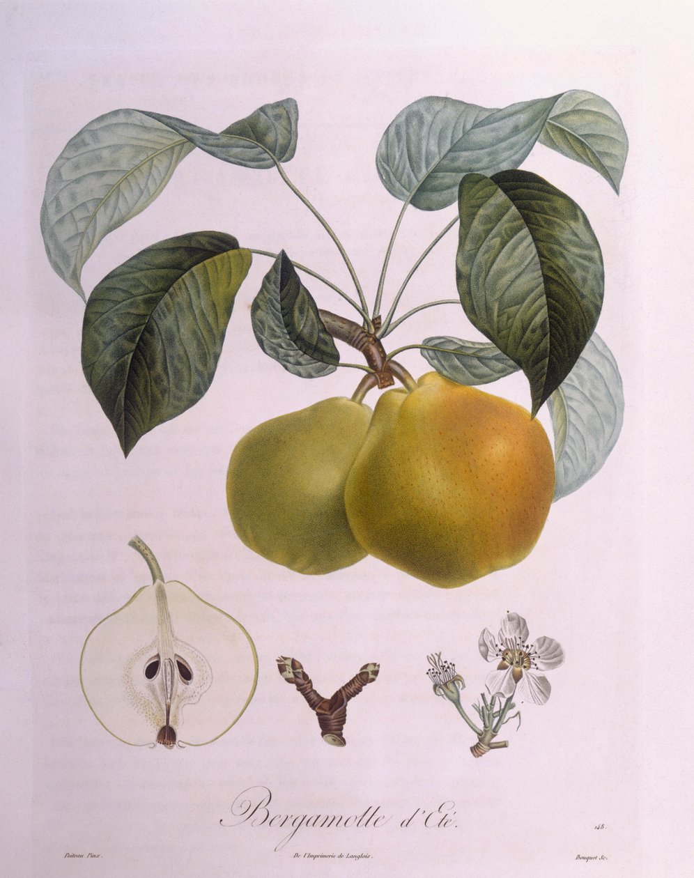 Armut "Bergamot" Henry Louis Duhamel du Monceau, Pierre Antoine Poiteau