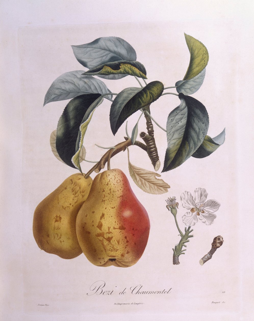 Armut "Bezi de Chaumontel" Henry Louis Duhamel du Monceau, Pierre Antoine Poiteau