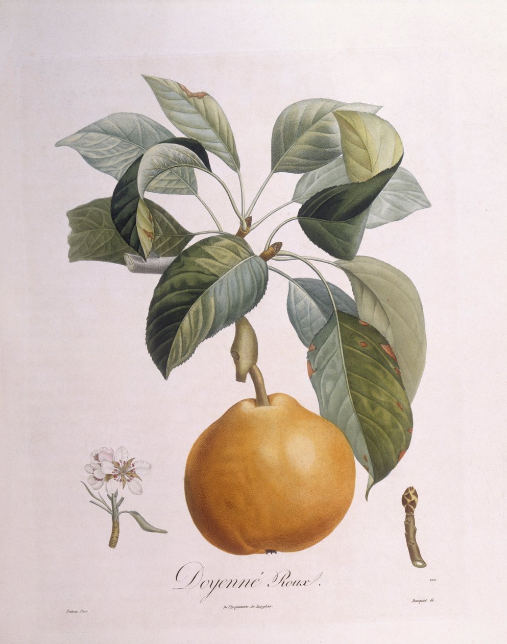 Armut "Doyenné roux" Henry Louis Duhamel du Monceau, Pierre Antoine Poiteau