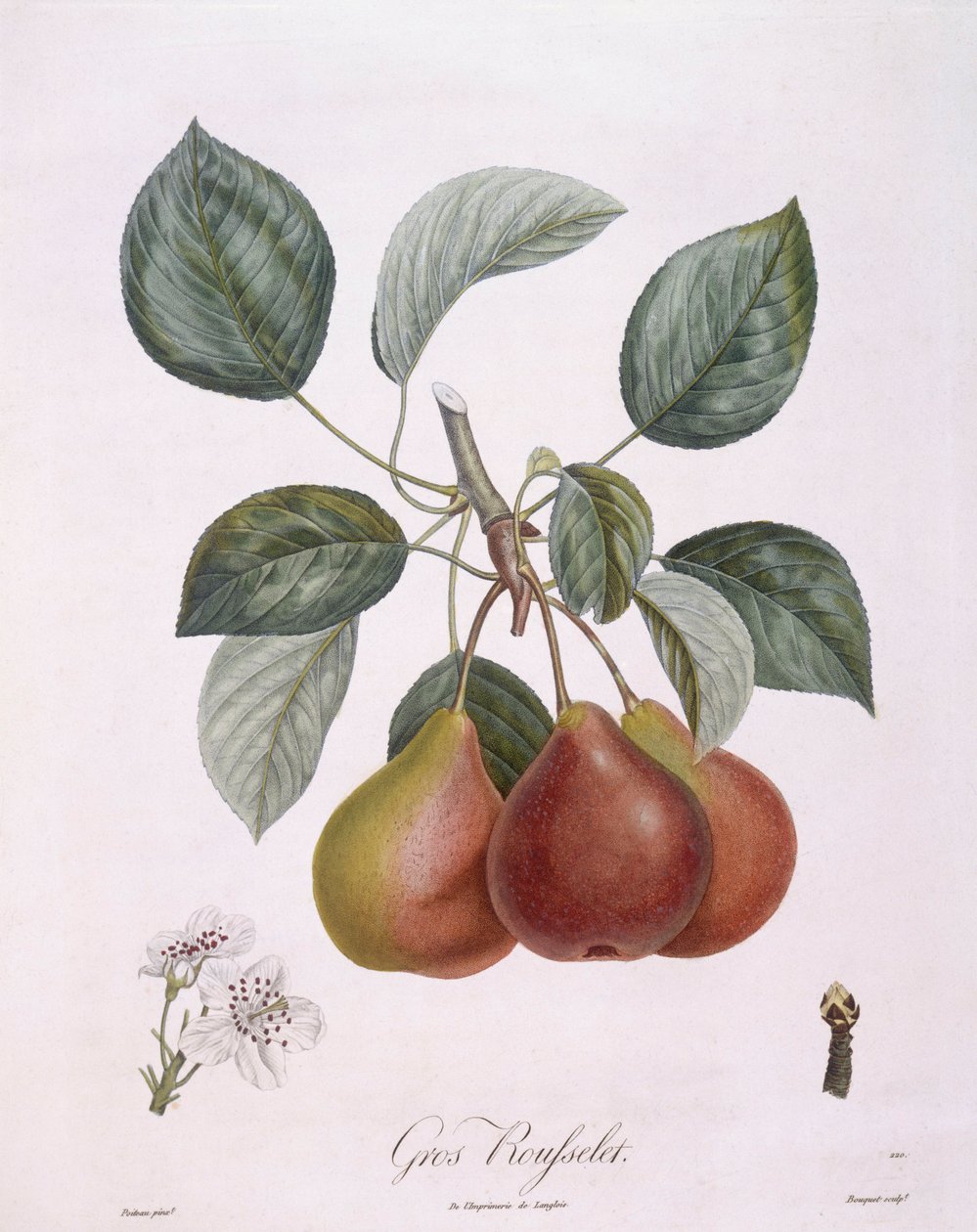 Armut "Gros Rousselet" Henry Louis Duhamel du Monceau, Pierre Antoine Poiteau