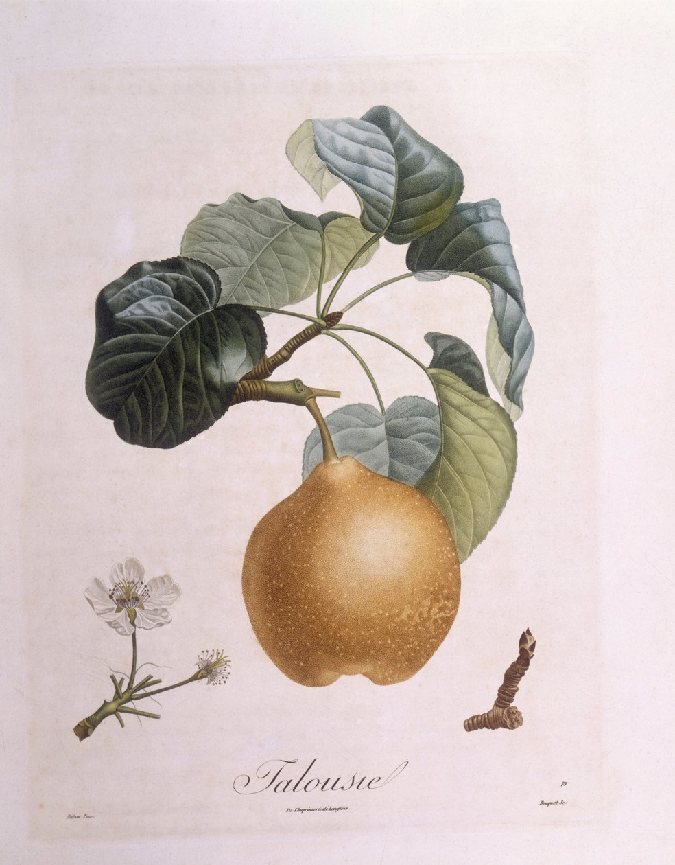 Armut "Taluzi" Henry Louis Duhamel du Monceau, Pierre Antoine Poiteau