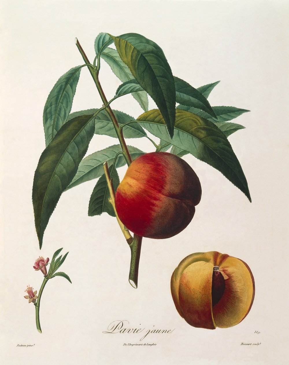 Antoine Poiteau tarafından sarı şeftali (Pavie Jaune) by Pierre Antoine (after) Poiteau
