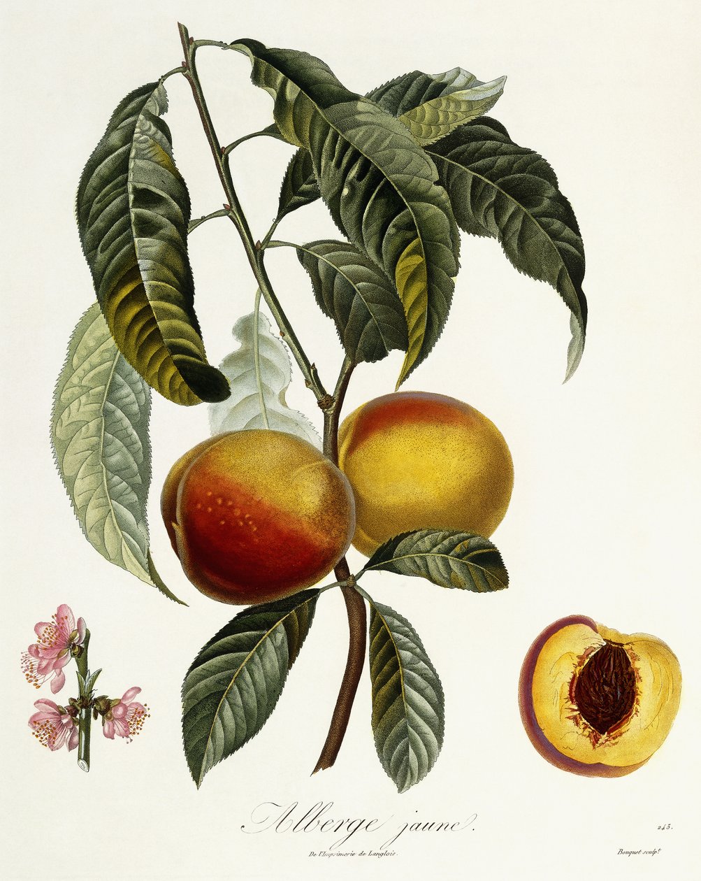 sarı alberg by Pierre Antoine Poiteau