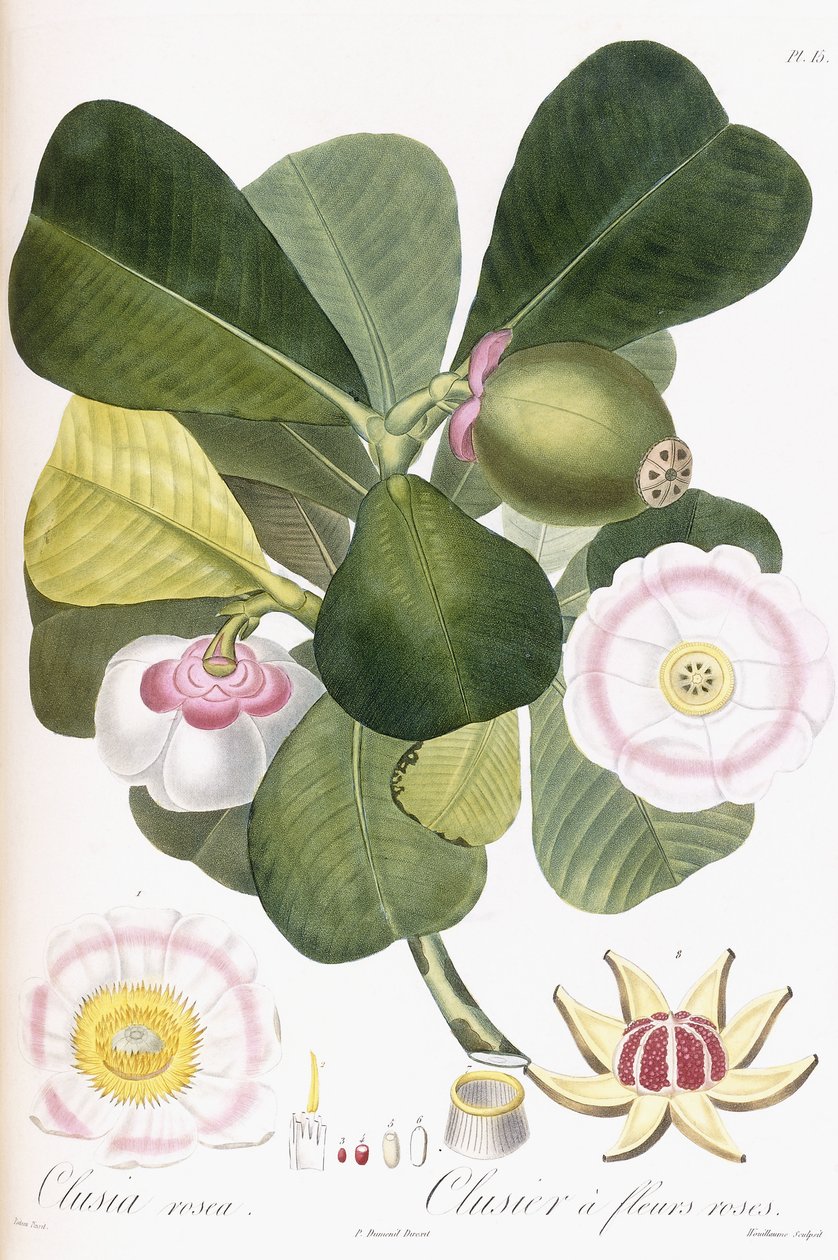 Clusia rosea, Pembe çiçekli Clusier, 1808-1828 by Pierre Antoine Poiteau