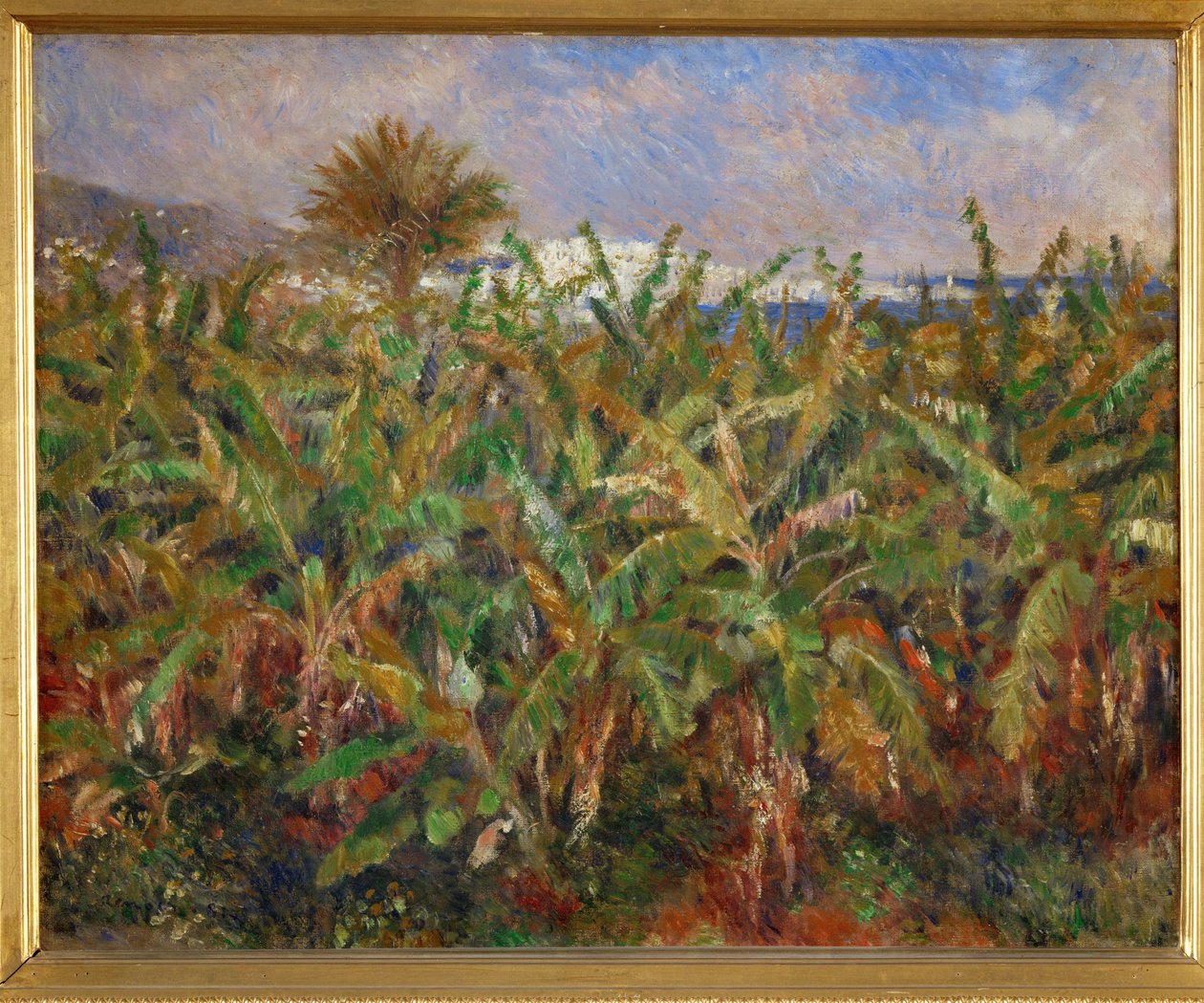 Champs de bananiers (tuval üzerine yağlıboya) by Pierre Auguste Renoir
