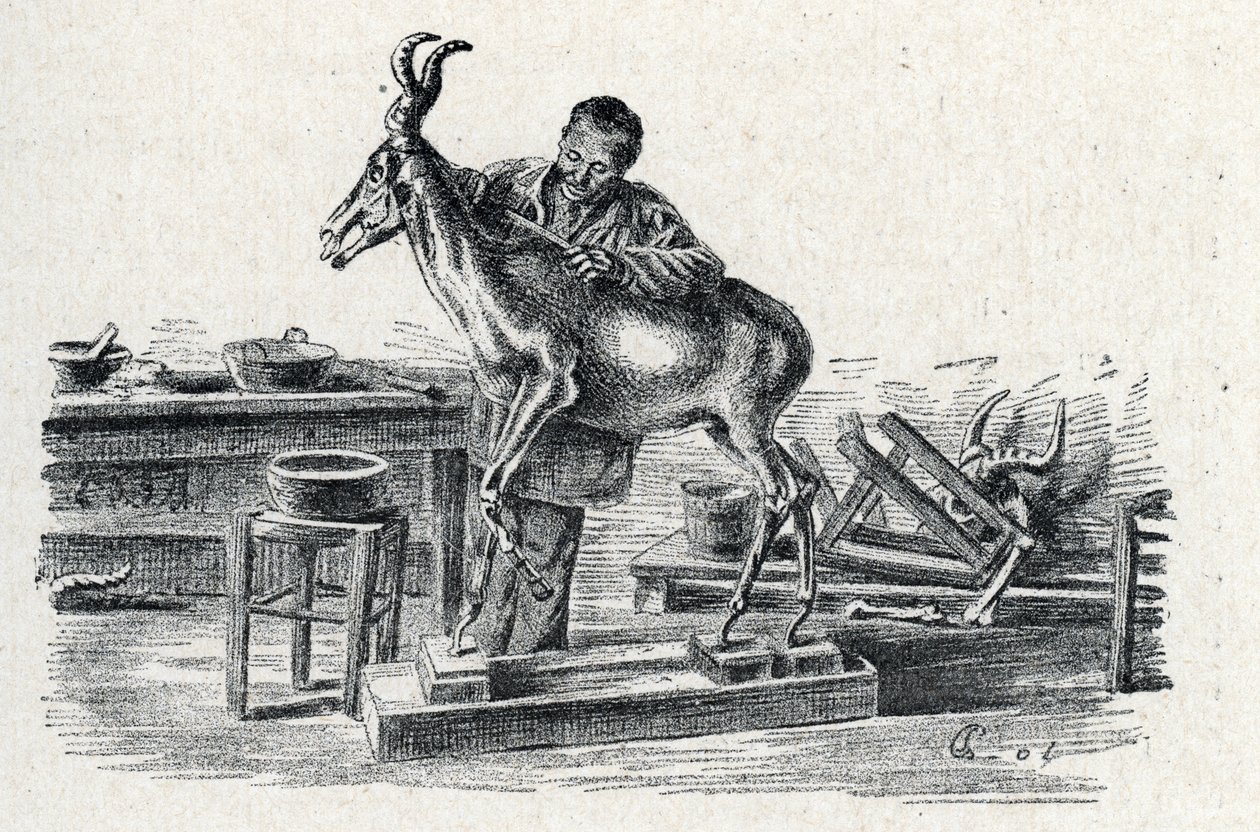 Tahnitçilik: Bir tahnitçi atölyesinde hartebeest doldurdu. Geziden Gravür a travers les metiers”, Pierre Calmette Koleksiyonu ayrıcalık by Pierre Calmettes