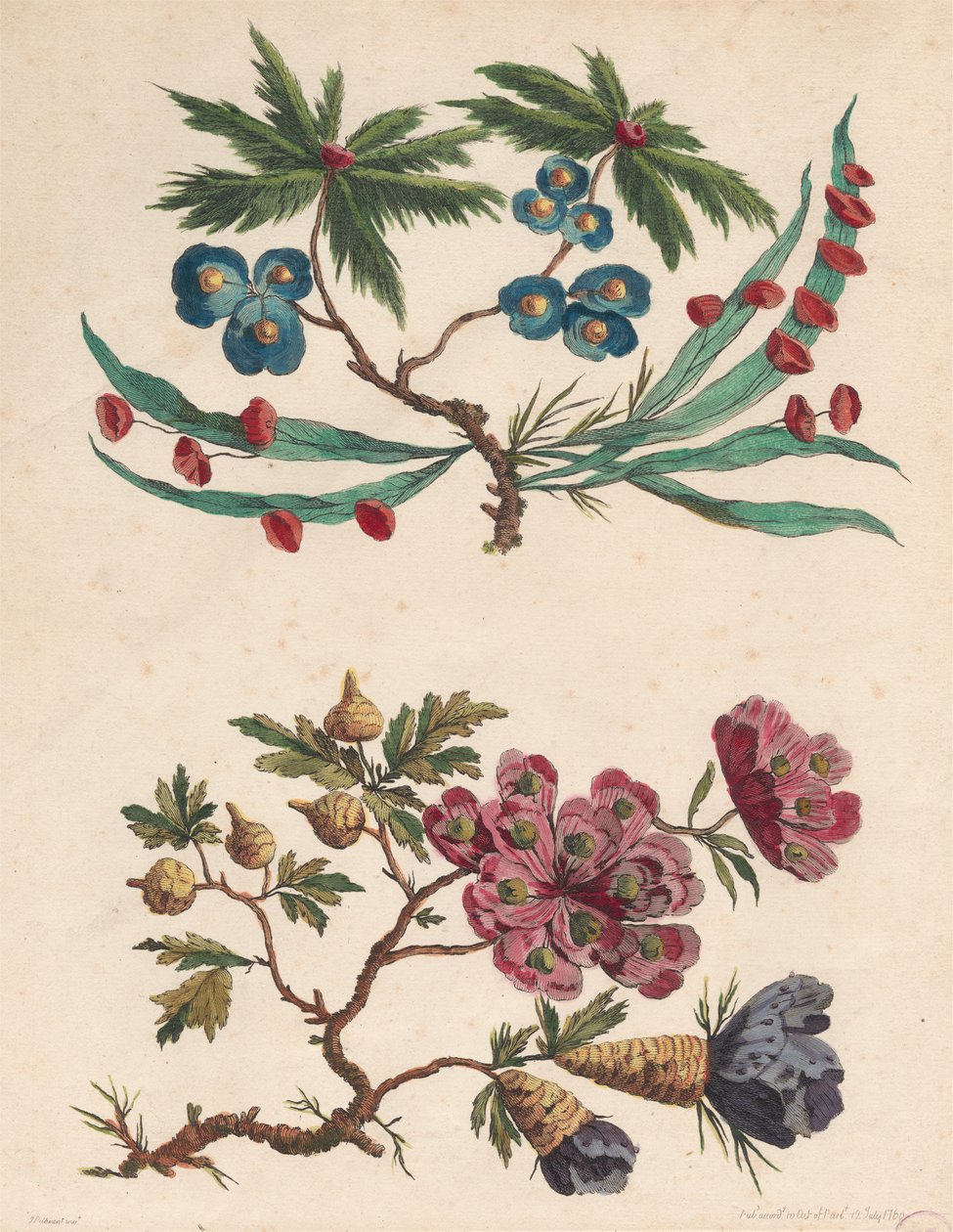 İki Püskürtme Hayali Çiçek by Pierre Charles Canot