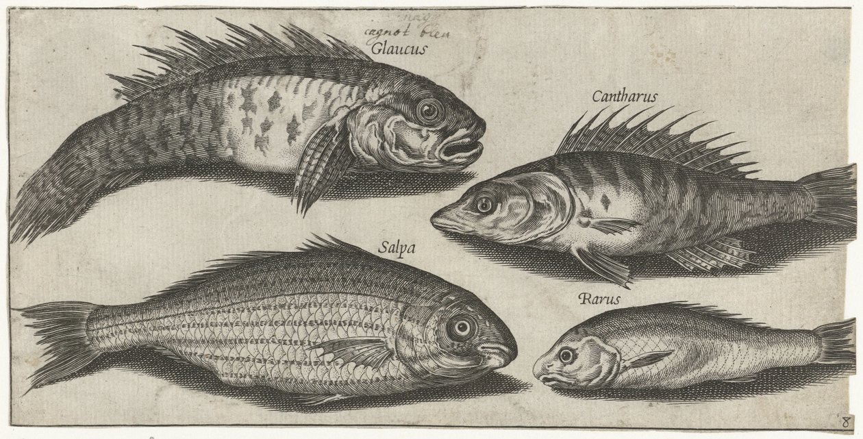 Bockfish, levrek, kayabalığı ve bilinmeyen bir balık Balık tutma (dizi adı) Piscivm vivae simgeleri (seri başlığı) by Pierre Firens