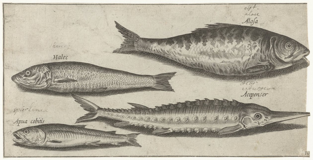 Shad, mersin balığı, kokusu ve ringa balığı Balık tutma (dizi adı) Piscium vivae simgeleri (seri başlığı) by Pierre Firens