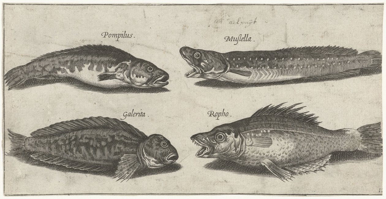 Çatal morina, orfoz, boynuzlu blenny ve siyah bir balık Balık tutma (dizi adı) Piscivm vivae simgeleri (seri başlığı) by Pierre Firens