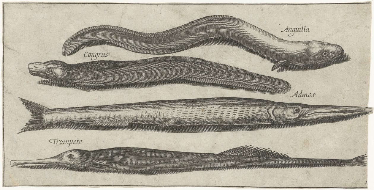 Garfish, pipefish, yılan balığı ve bir yılan balığı Balık (dizi başlığı) Piscivm vivae simgeleri (dizi başlığı) by Pierre Firens