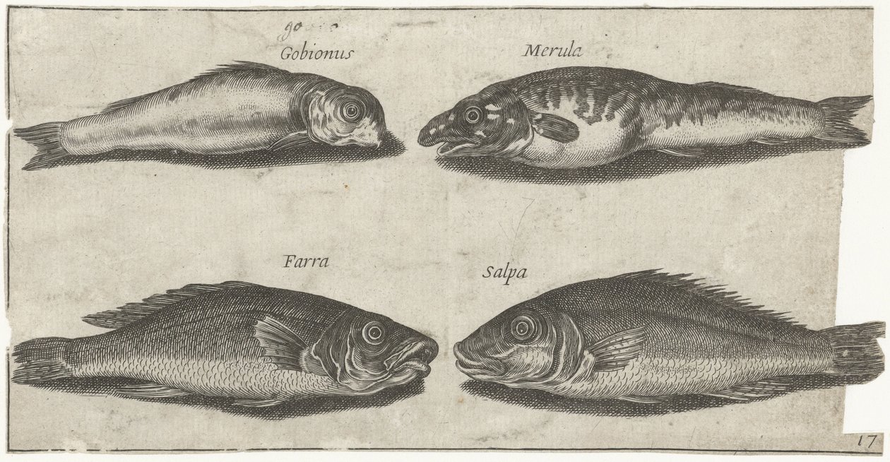 Kaya balığı, bogo, mezgit ve başka bir balık Balık tutma (dizi adı) Piscivm vivae simgeleri (seri başlığı) by Pierre Firens