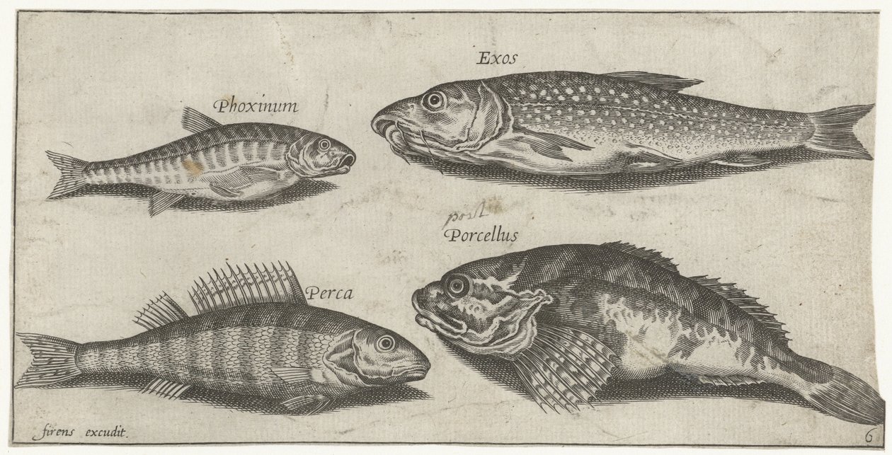 Sazan, minnow, yayın balığı ve levrek Balık tutma (dizi adı) Piscium vivae simgeleri (seri başlığı) by Pierre Firens