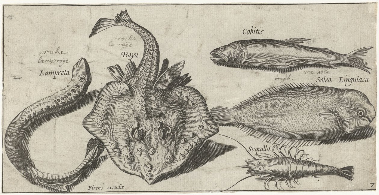 Ray, deniz feneri, karides ve diğer iki balık Balık tutma (dizi adı) Piscivm vivae simgeleri (seri başlığı) by Pierre Firens