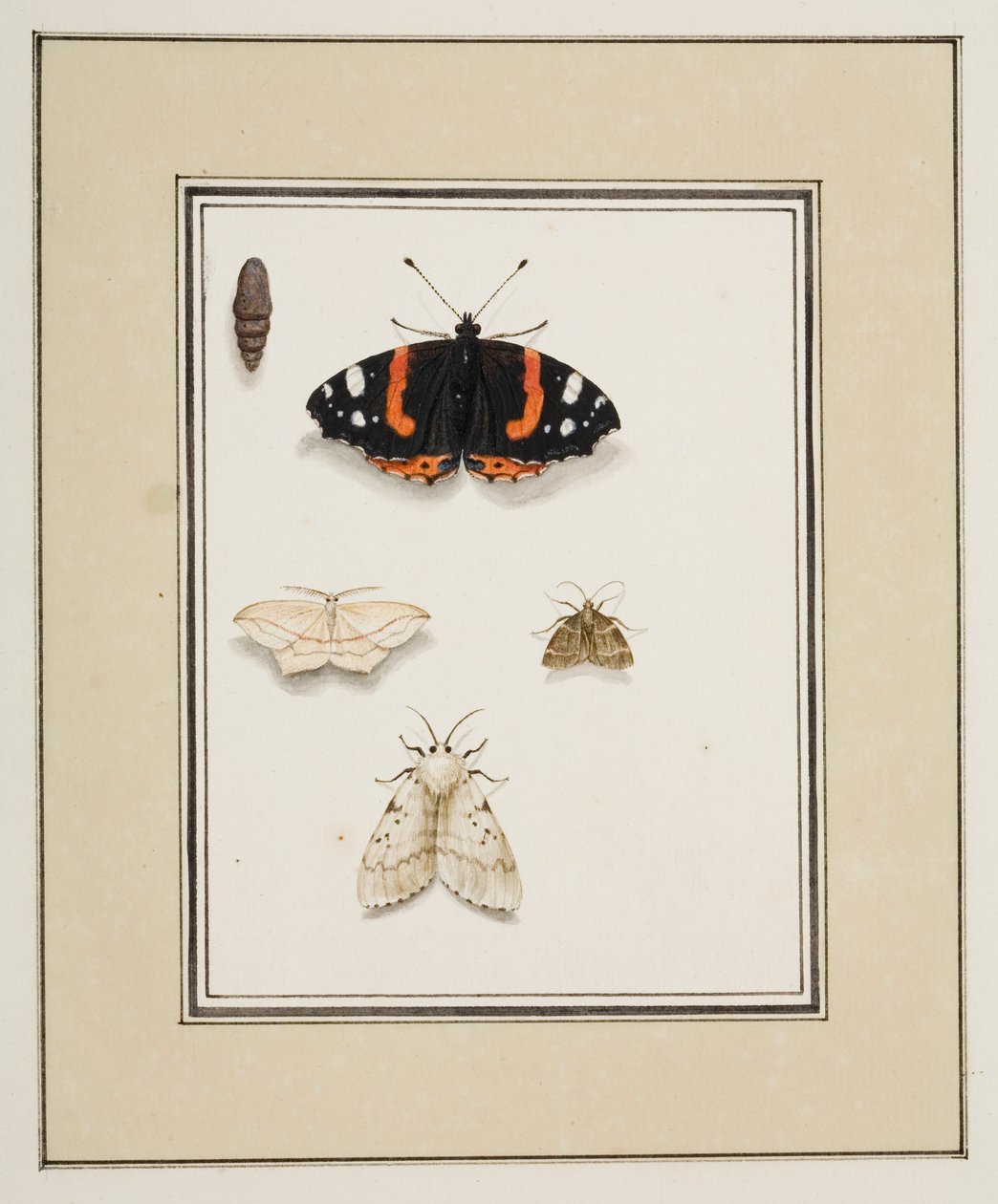 Kelebekler, c.1755-65 (kağıt üzerine suluboya) by Pierre Francois Ledoulx