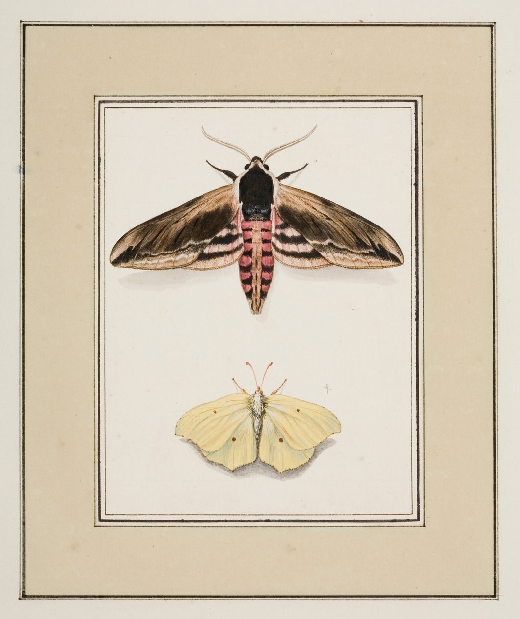 Privet Hawk Moth ve Common Brimstone, c.1755-65 (kağıt üzerine suluboya) by Pierre Francois Ledoulx