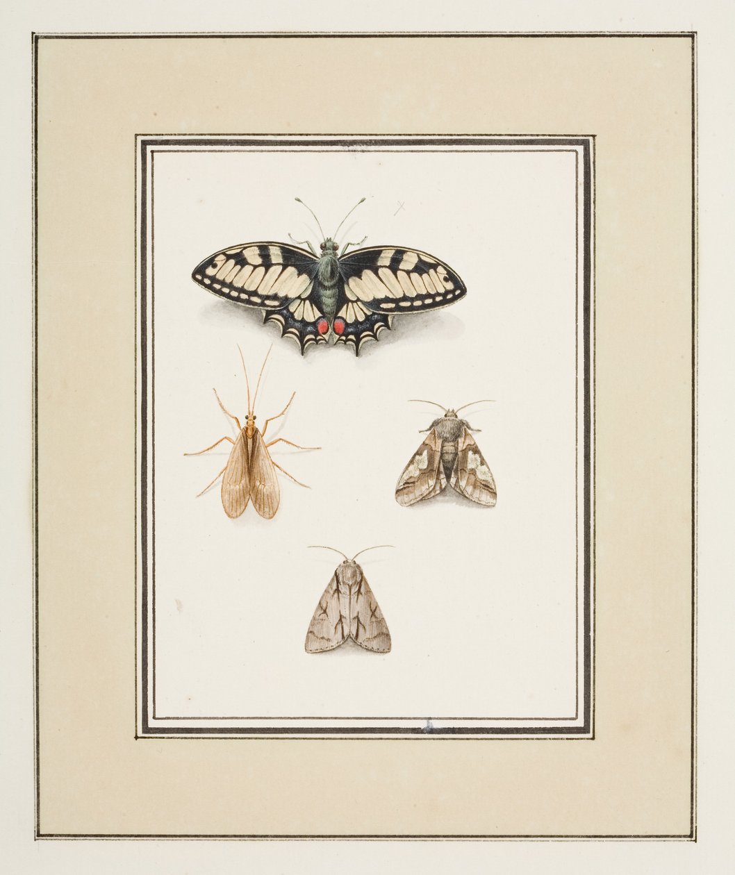 Kırlangıçkuyruklu Kelebek, Mayfly ve İki Güve, c.1755-65 (kağıt üzerine suluboya) by Pierre Francois Ledoulx