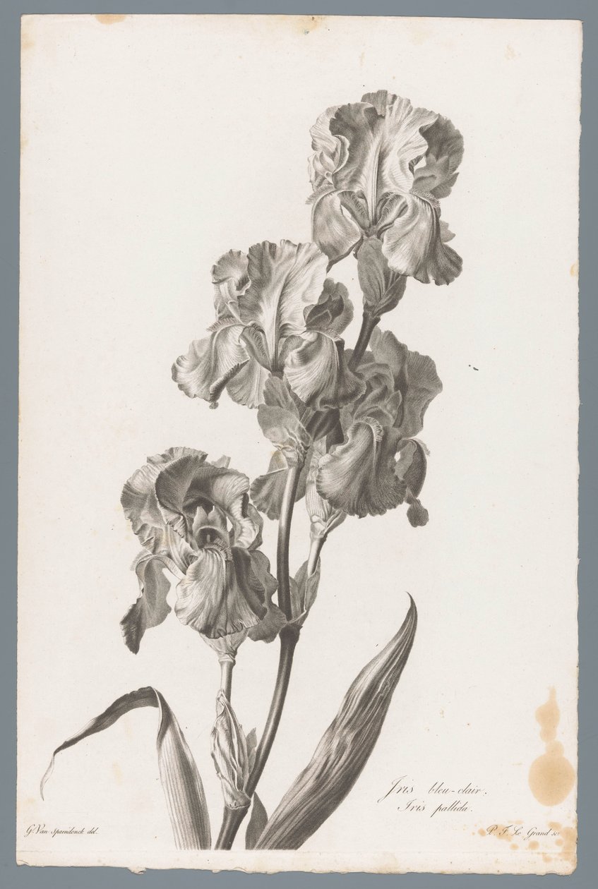 Dalmaçyalı iris Açık mavi iris / İris pallida (nesne üzerindeki başlık) Doğadan çizilen çiçekler (...) (dizi adı) by Pierre François Legrand