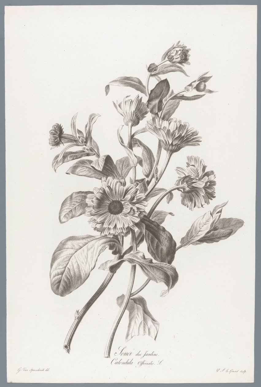 Goudsbloem Marigold / Calendula Officinalis L. (nesne üzerindeki başlık) Doğadan çizilmiş çiçekler (...) (dizi başlığı) by Pierre François Legrand