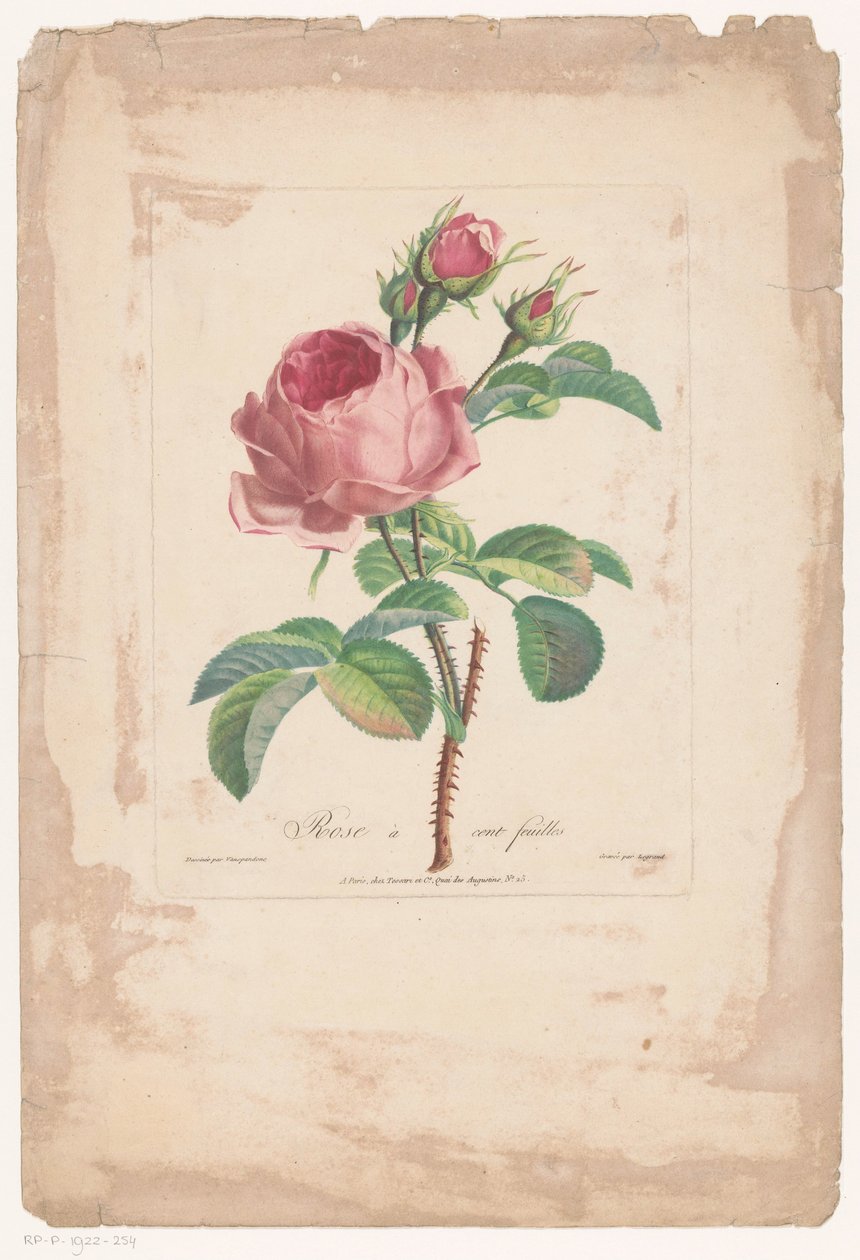 Honderdbladige roos Yüz Yaprak Gül (nesne üzerindeki başlık) by Pierre François Legrand