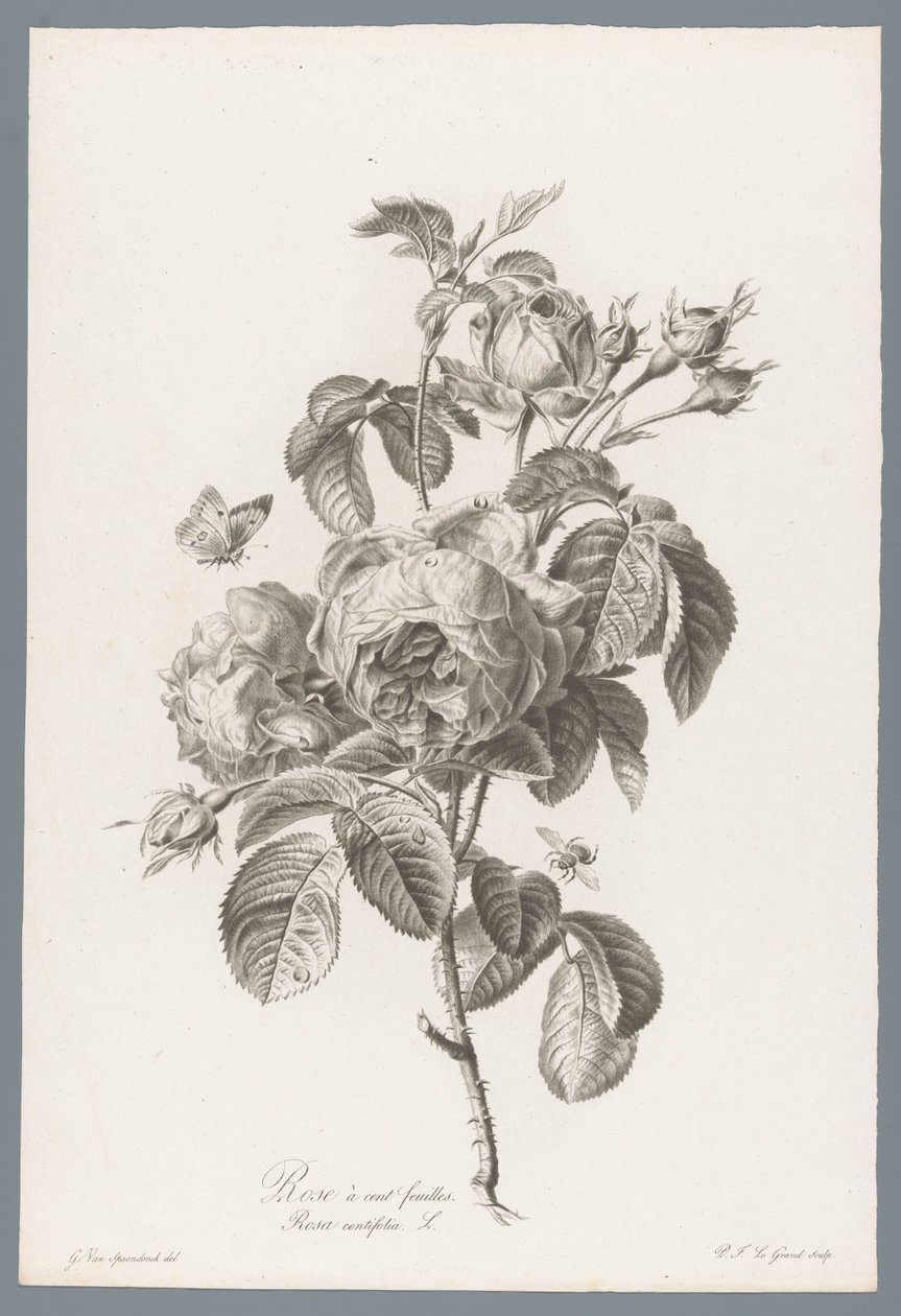 Honderdbladige roos Yüz yapraklı gül / Rosa centifolia L. (nesne üzerindeki başlık) Doğadan çizilen çiçekler (...) (dizi adı) by Pierre François Legrand
