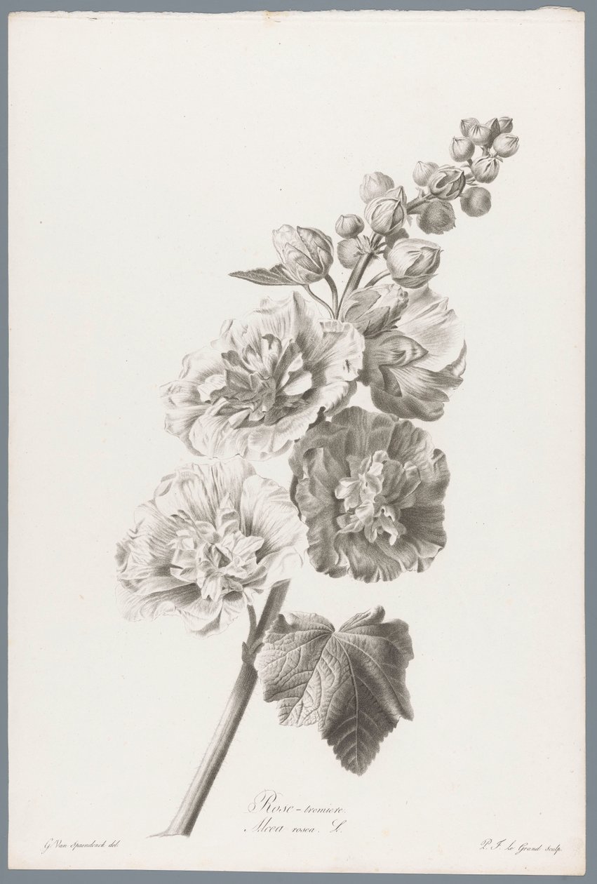 Stokroos Gülhatmi / Alcea rosea L. (nesne üzerindeki başlık) Doğadan çizilen çiçekler (...) (dizi adı) by Pierre François Legrand