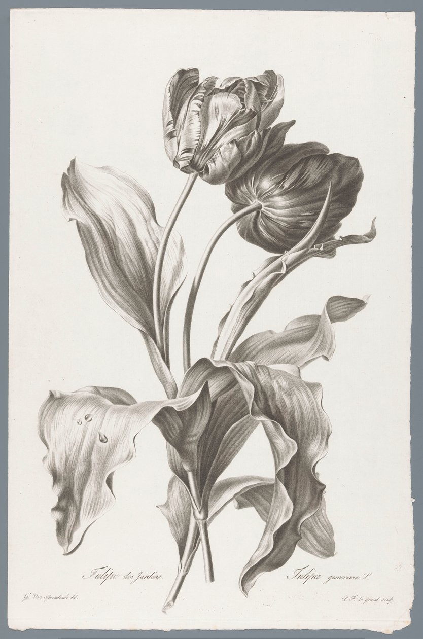 lale Garden Tulip / Tulipa gesneriana L. (nesne üzerindeki başlık) Doğadan çizilen çiçekler (...) (dizi adı) by Pierre François Legrand