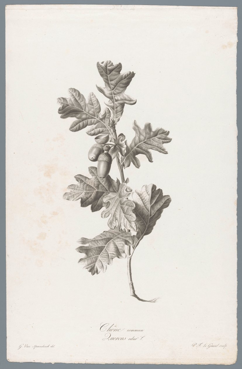 Zomerik Ortak meşe / Quercus robur L. (nesne üzerindeki başlık) Doğadan çizilen çiçekler (...) (dizi adı) by Pierre François Legrand