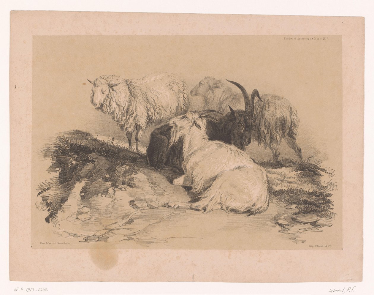 Koyun ve keçilerin incelenmesi Cooper'ın hayvan çalışmaları (seri başlığı) Études d'Animaux de Cooper (nesne üzerine seri başlığı) by Pierre Frédéric Lehnert